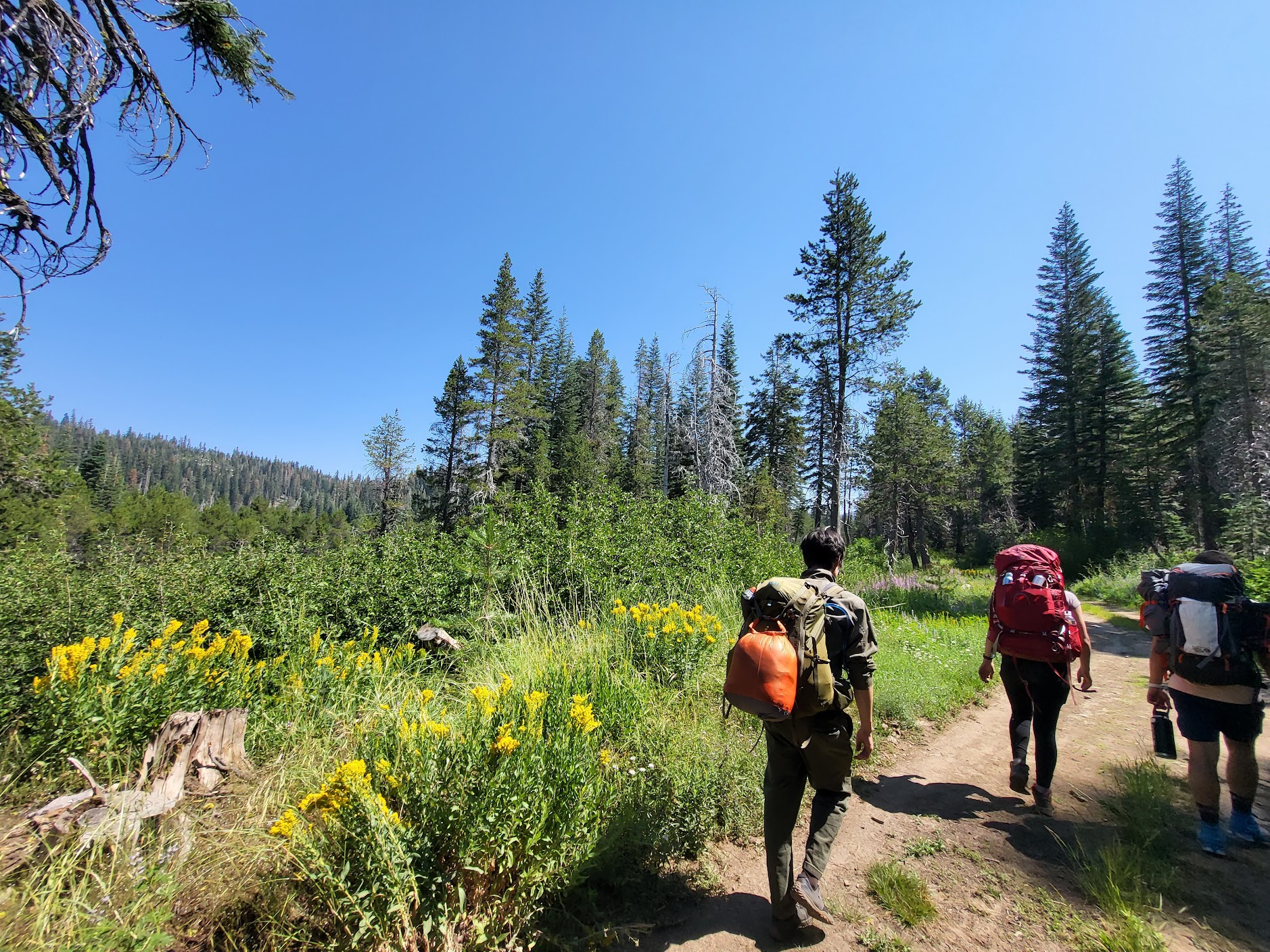 Hikers on a trail walk by a meadow full of wildflowers.
