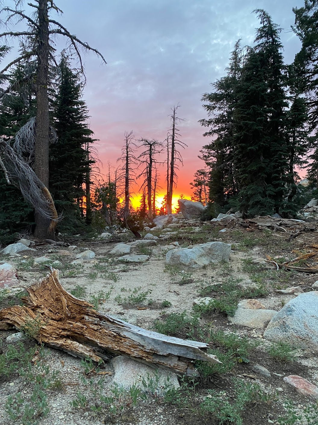 Evergreen woods bathing in the sunset