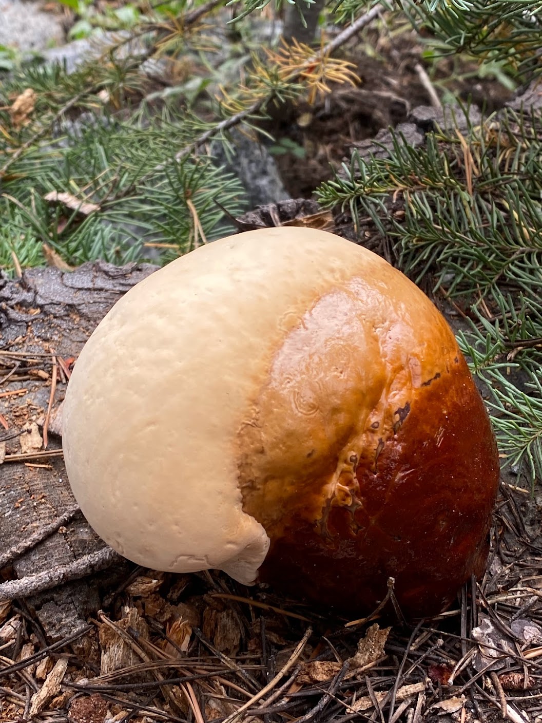 Skull-shaped mushroom