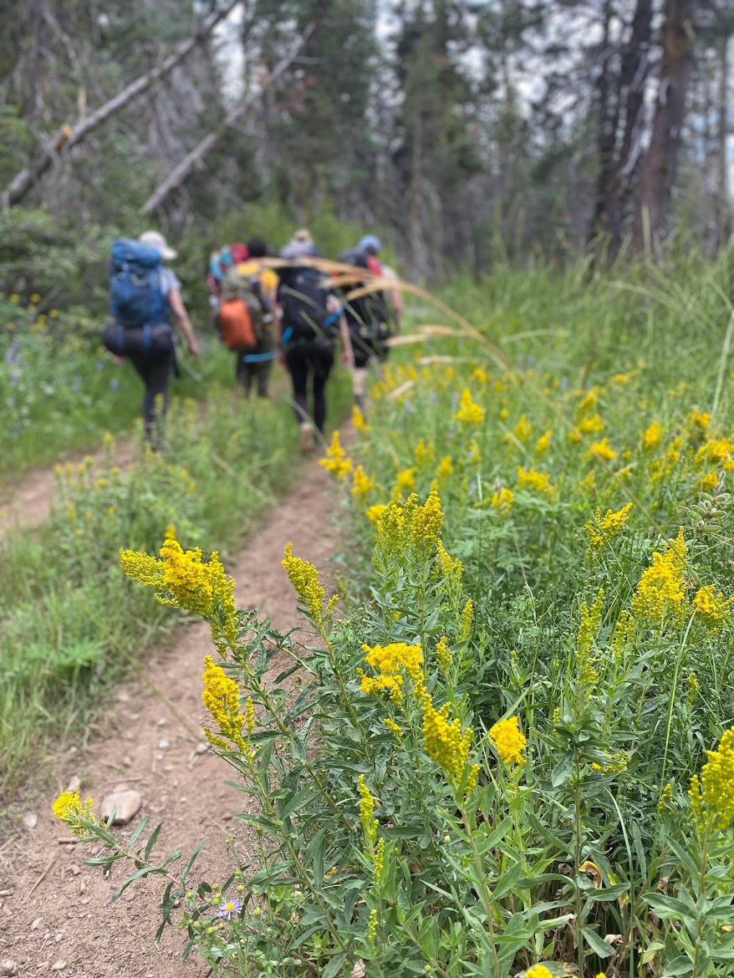 A wildflower is foregrounded in front of a party of hikers